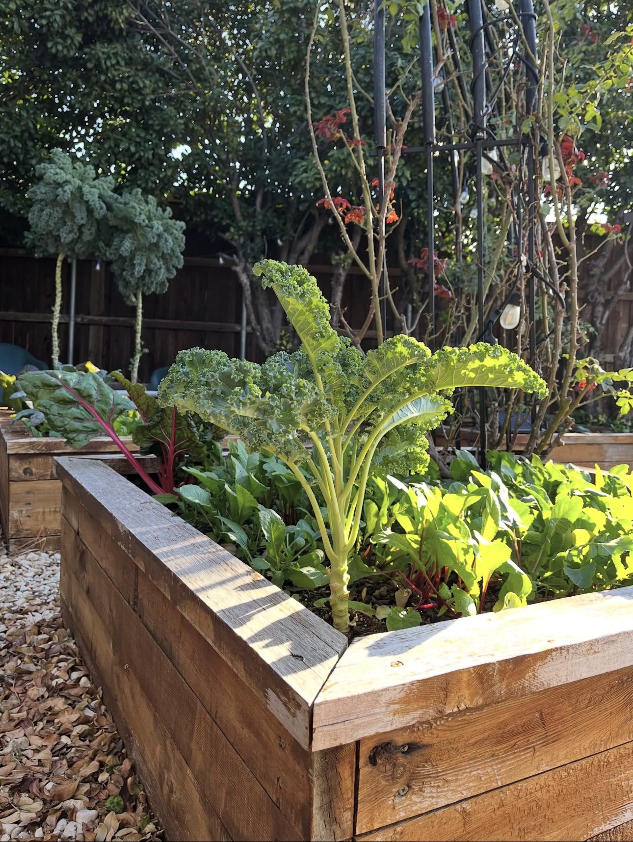 Oversized Wooden Raised Beds