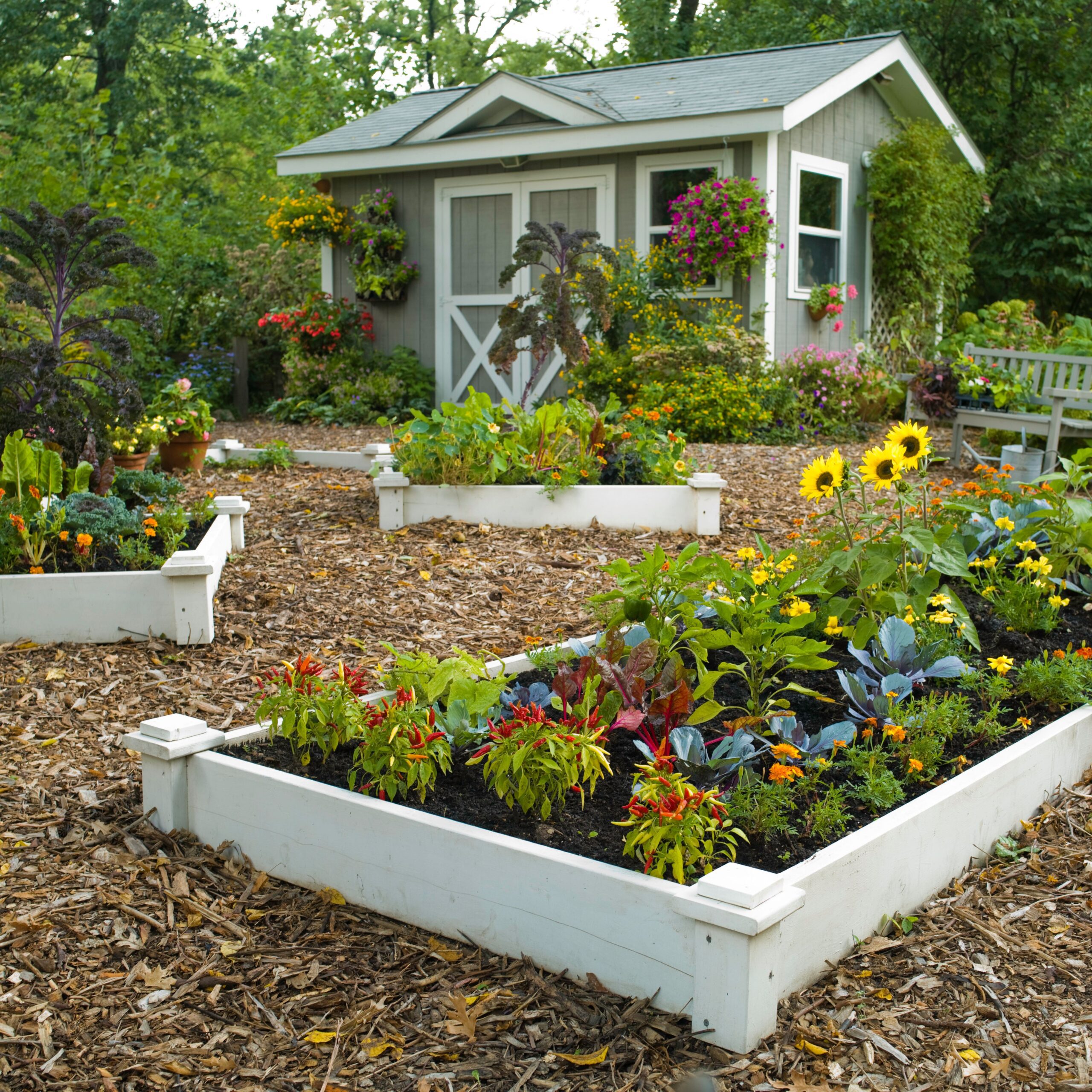 White Framed Raised Beds Around a Garden Shed